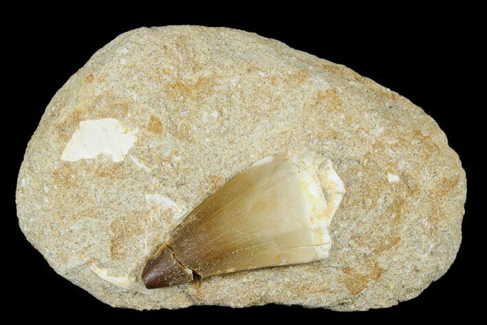 Mosasaur (Prognathodon) Tooth In Rock - Morocco #179321
